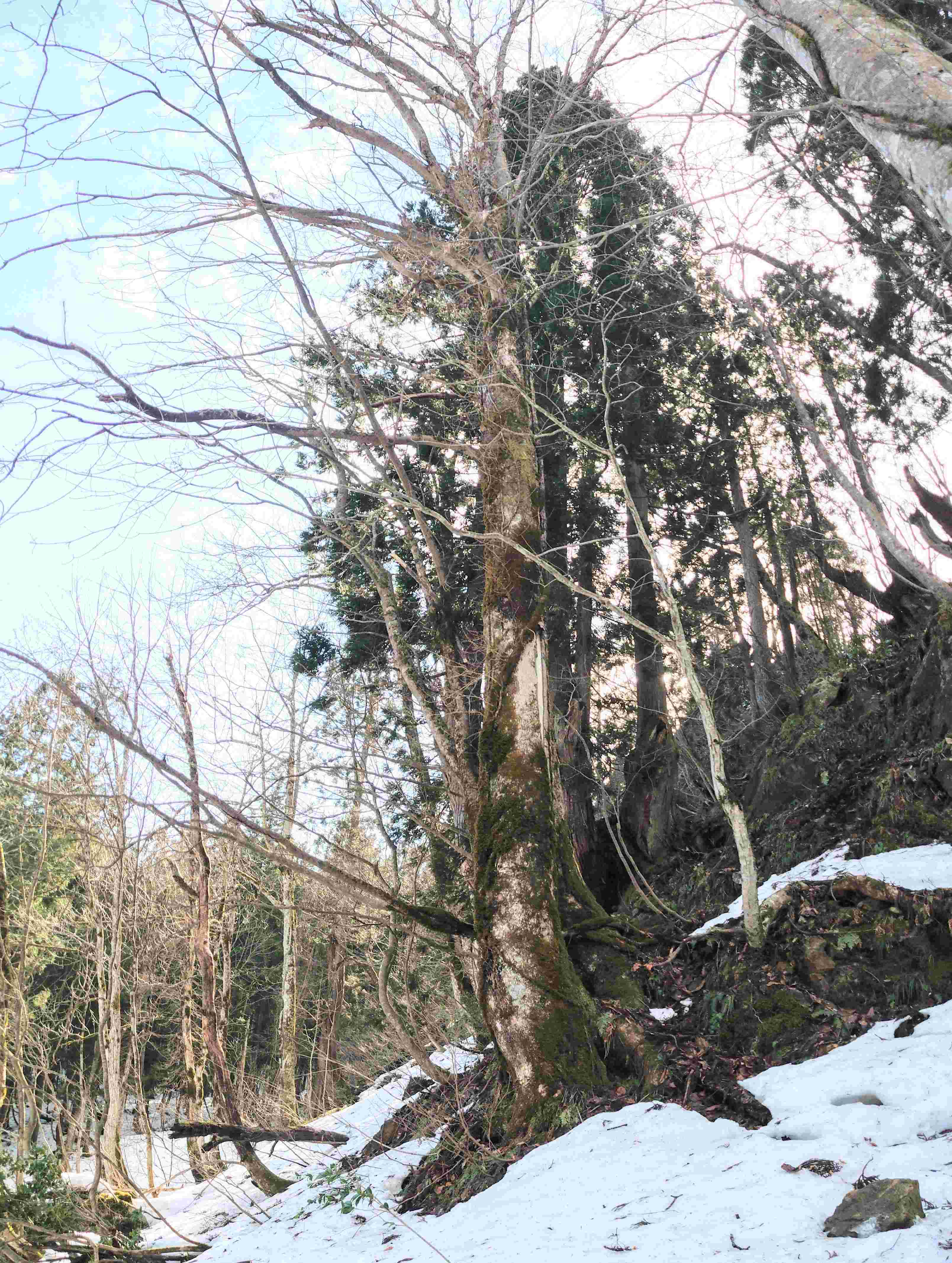  屋敷岳の裾野のトチノキ大木